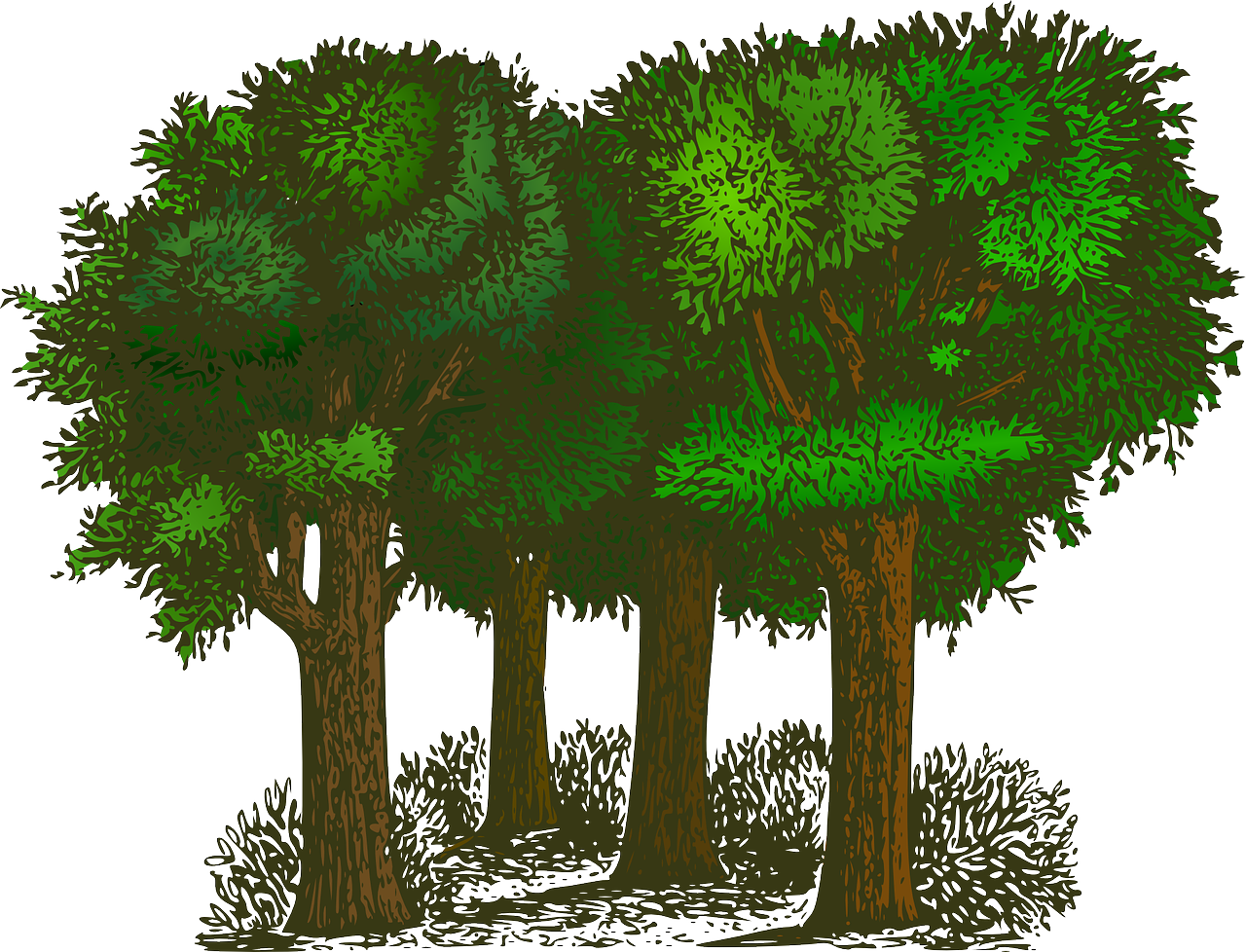 illustration montrant des arbres